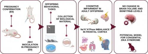 Gestational inoculation by the Zika virus causes cognitive impairment and Na+K+-ATPase activity imbalance in frontal cortex of adult male and female Wistar rat’s offspring