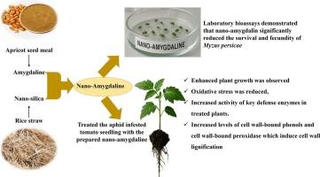 Nanoformulated amygdalin from agro-waste for aphid control and induction of tomato resistance mechanism