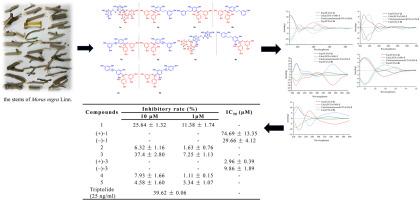 Nigraenes A-E: Racemic stilbene dimers from Morus nigra exhibiting stereospecific suppression of diabetic kidney disease