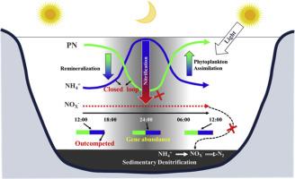Phytoplankton-induced nitrification suppression limits sediment nitrogen removal via nitrate diffusion in shallow illuminated eutrophic lake