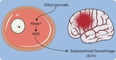Ethyl pyruvate shields the brain from oxidative damage: a Keap1-Nrf2-dependent mechanism in subarachnoid hemorrhage