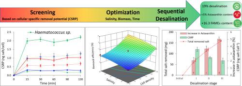 Spontaneous sequential desalination as a promising strategy for biological salt removal and production of value-added compounds from microalgae