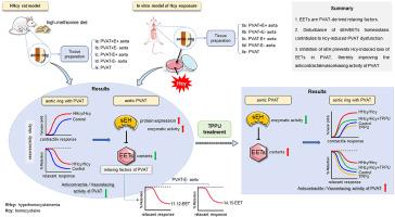 Inhibition of soluble epoxide hydrolase ameliorates hyperhomocysteinemia-induced perivascular adipose tissue dysfunction: Revealing epoxyeicosatrienoic acid as a perivascular adipose tissue-derived relaxing factor