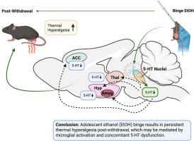 Impact of adolescent ethanol binge on serotonin signaling and pain sensitivity post-withdrawal