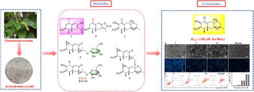 Acroeremophilanes A–I, eremophilane-type sesquiterpenoids from the Sinomenium acutum-derived symbiotic fungus Acrocalymma cycadis