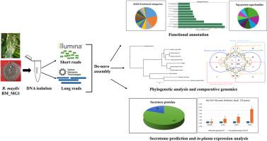 Genome sequence of Bipolaris maydis inciting maydis leaf blight provides insights into genome architecture and putative effector repertoire