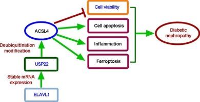 ELAVL1-stabilized USP22 promotes diabetic nephropathy progression via mediating podocyte injury and death by triggering ACSL4 deubiquitination