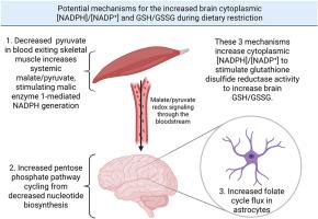 Effects of aging and anti-aging dietary restriction on regulators of the [NADPH]/[NADP+] in different neural cell types and brain regions
