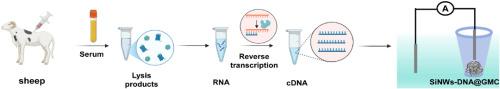 SiNWs-DNA nanoprobes functionalized microchannel for rapid and ultrasensitive virus sensing