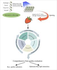 Blue light as a postharvest tool: Intensity-dependent enhancement of ripening, quality, and shelf-life potential in detached strawberries