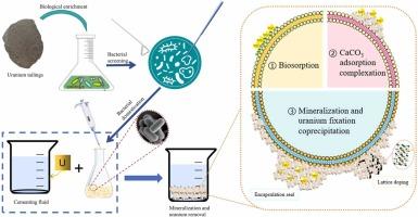 Study on the remediation of uranium contaminated water by indigenous bacteria in tailing pond and the mechanism of mineralization and precipitation