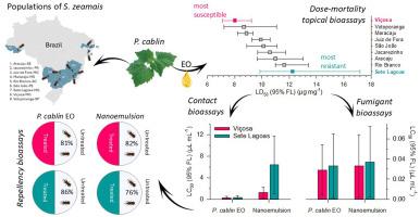 Characterization and insecticidal effects of the essential oil and nanoemulsion of Pogostemon cablin on populations of Sitophilus zeamais