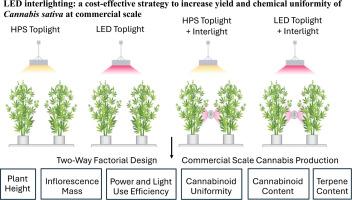LED interlighting: a cost-effective strategy to increase yield and chemical uniformity of Cannabis sativa at commercial scale