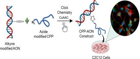 Advancing antisense oligonucleotide delivery through click chemistry based chemical conjugation with designed short non-cationic peptides for Duchenne muscular dystrophy