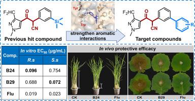 Structure-based molecular design of fungicidal β-ketonitrile derivatives with biphenyl moiety as novel succinate dehydrogenase inhibitors