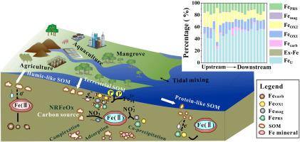 Coastal SOM degradation regulates the transformation of iron in mangrove sediments and its environmental significance