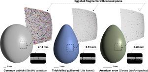 Advancing X-ray microcomputed tomography image processing of avian eggshells: An improved registration metric for multiscale 3D images and resolution-enhanced segmentation of eggshell pores using edge-attentive neural networks