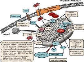 Targeting mitochondrial dysfunction in Alzheimer's disease: New findings and perspectives