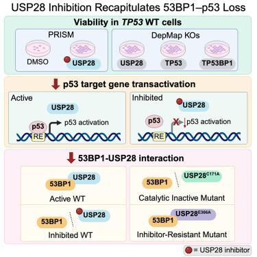 Pharmacologic interrogation of USP28 cellular function in p53 signaling