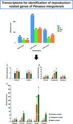 Comparative transcriptome analysis for identifying genes involved in reproduction of banana shrimp (Penaeus merguiensis)
