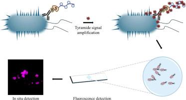 Ultrasensitive monoclonal antibody-based Salmonella detection through fluorescence single bacterial cell imaging selectively enhanced by tyramide signal amplification
