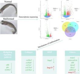 Transcriptome sequencing reveals the molecular mechanisms of early malformations in the critically endangered Sichuan taimen (Hucho bleekeri)