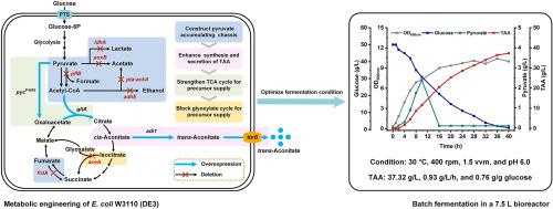 Efficient trans-aconitic acid production using systematically metabolic engineered Escherichia coli