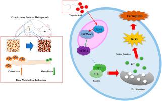 Low-dose valproic acid ameliorates osteoporosis by restoring redox homeostasis and suppressing ferritinophagy-dependent ferroptosis via EZH2/H3K27me3 signaling