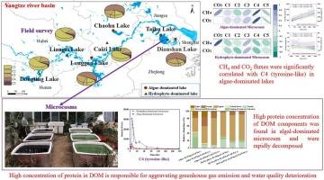 Insight into the pollution potential of different ecological types of lakes from the perspective of dissolved organic matter characteristics: Field and experimental evidence