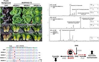 Redirecting flavonoid flux in purple Chinese cabbage via Cas9-mediated BrDFR knockout