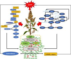 ABA orchestrates molecular networks linking antioxidant defense, sugar metabolism and circadian clock for combined stress tolerance in Quinoa (Chenopodium quinoa Willd.)