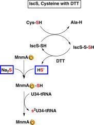 The thiolation of U34 at carbon 2 in tRNA by Escherichia coli MnmA precedes modification at carbon 5 and is dependent on a [4Fe-4S] cluster