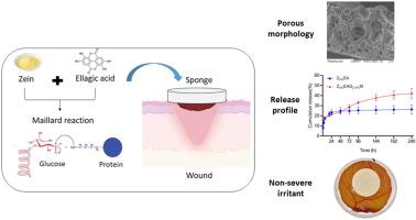 Zein-based sponges functionalized with glucose and loaded with ellagic acid for wound treatment