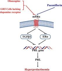 Paeoniflorin attenuates hyperprolactinemia by targeting the pituitary mPRα-mediated, dopamine receptor-independent signaling in vivo and in vitro