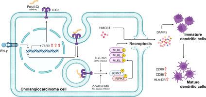 IFN-γ enhances Poly(I:C)-induced necroptosis and immunogenic cell death via TLR3 upregulation in cholangiocarcinoma cells