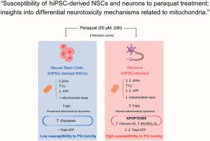 “Susceptibility of hiPSC-derived NSCs and neurons to paraquat treatment: insights into differential neurotoxicity mechanisms related to mitochondria.”