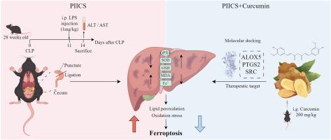 Curcumin protects against PIICS-induced liver injury by suppressing iron-induced lipid peroxidation: Insights from network pharmacology and experimental validation