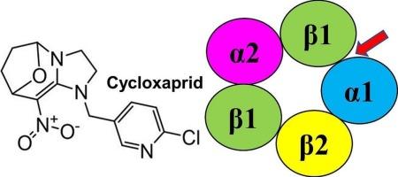 Target identification and mechanism of action of the neonicotinoid Cycloxaprid