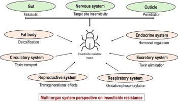 Beyond gut and neural mechanisms: A multi-organ system perspective on insecticide resistance