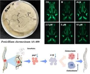 Sirenin and bisabolane sesquiterpenoids from two marine isolates of Penicillium chermesinum with anti-osteoporotic activity by modulating NOD-like receptor signaling pathway