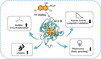 Binding of Sunset Yellow, a food coloring, to human carbonic anhydrase II: Structural and functional insights from a multi-spectroscopic study