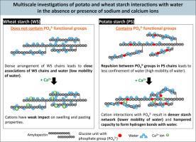 Multiscale investigations of potato and wheat starch interactions with water in the absence or presence of sodium and calcium ions