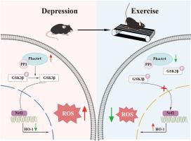 Phactr4 promotes oxidative stress and behavioral disorder caused by chronic stress via regulating PP1/GSK3-β pathway