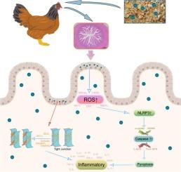 Unveiling excessive feed-sources copper-induced ileitis in chickens: Insights into tight junction damage and ROS/NLRP3/pyroptosis axis