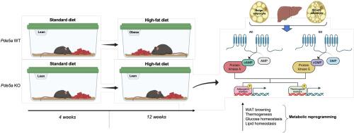 Pde5a deficiency prevents diet-induced obesity via adipose cAMP-PKA activation enhancing fat browning