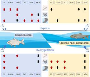 Hypoxia and reoxygenation induced distinct patterns of response in antioxidant capacity between two cyprinid fish species