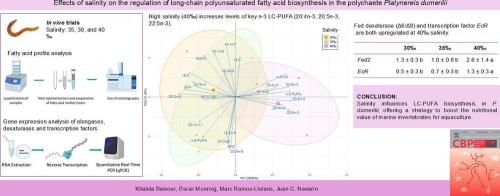 Effects of salinity on the regulation of long-chain polyunsaturated fatty acid biosynthesis in the polychaete Platynereis dumerilii