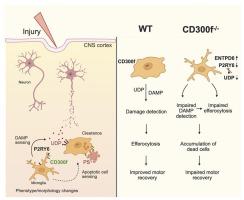 CD300f enables microglial damage sensing, efferocytosis, and apoptotic cell metabolization after brain injury