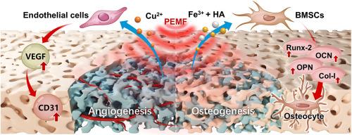 Synergistic dual chemophysical FeCu-MOF scaffold with PEMF stimulation drives angiogenic-osteogenic coupling for bone regeneration