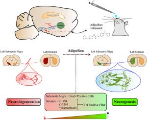 Intranasal AdipoRon improves motor function in a rat model of Parkinson's disease by promoting neurogenesis in the nigrostriatal pathway
